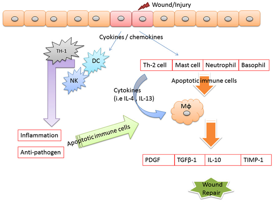 Frontiers  Apoptotic cell linkage of inflammation and wound healing