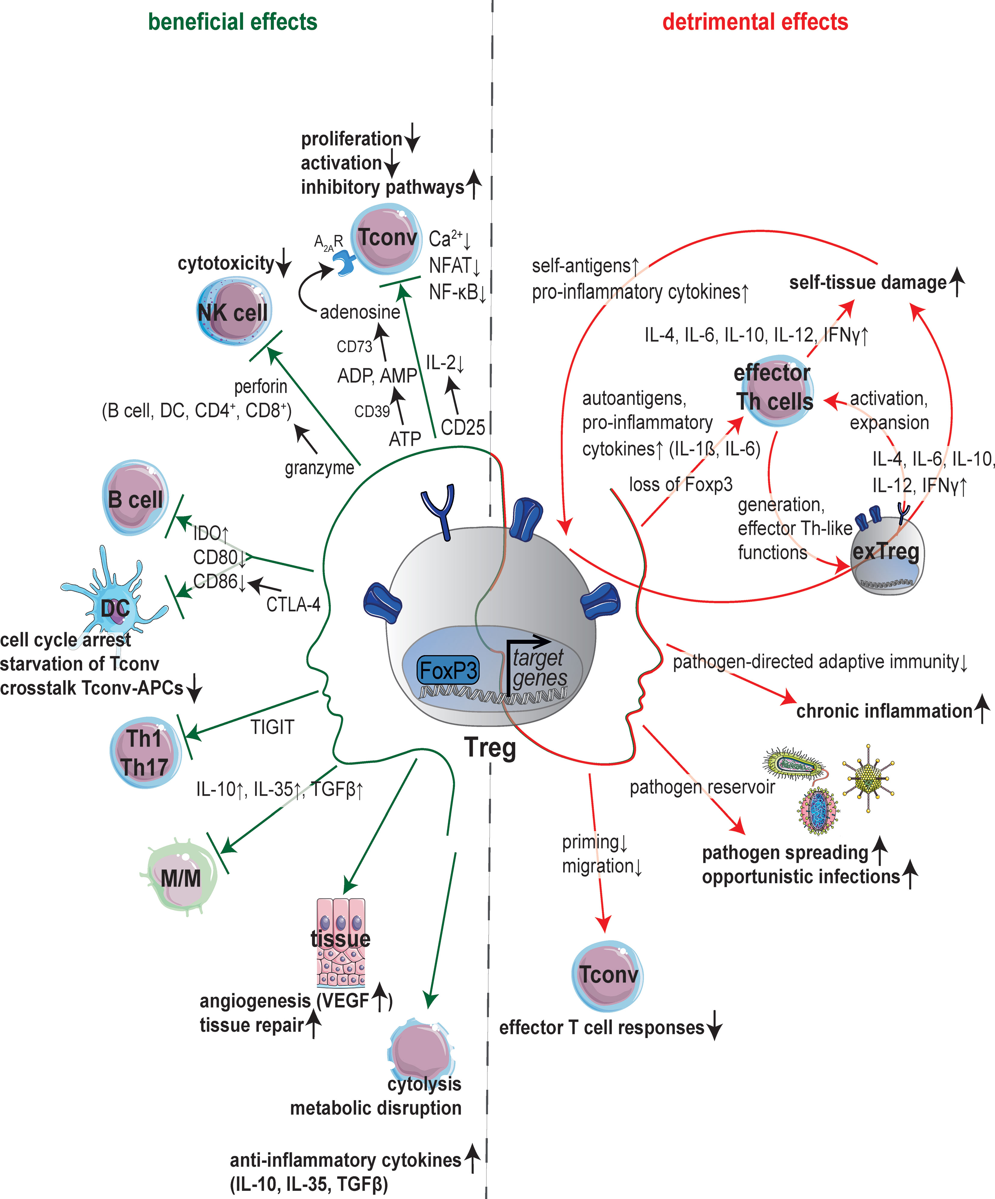 Frontiers | Crosstalk of Microorganisms and Immune Responses in