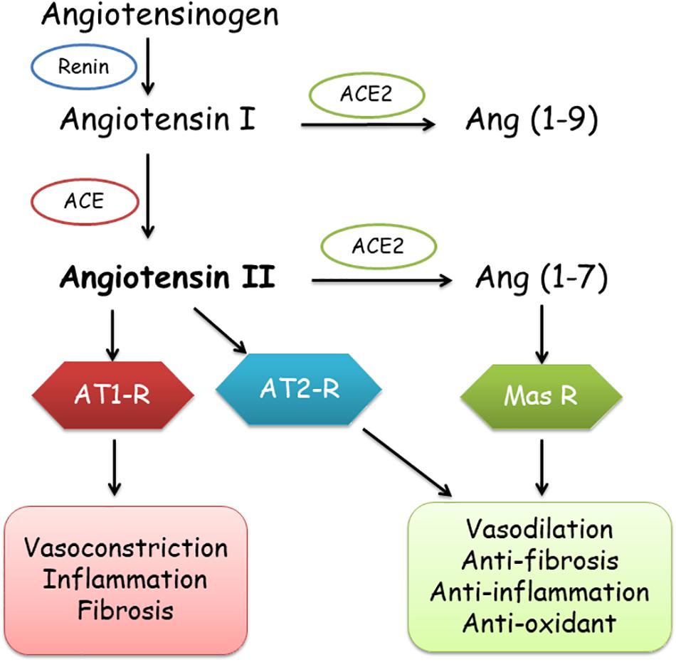 Exercise versus no exercise for the occurrence, severity and