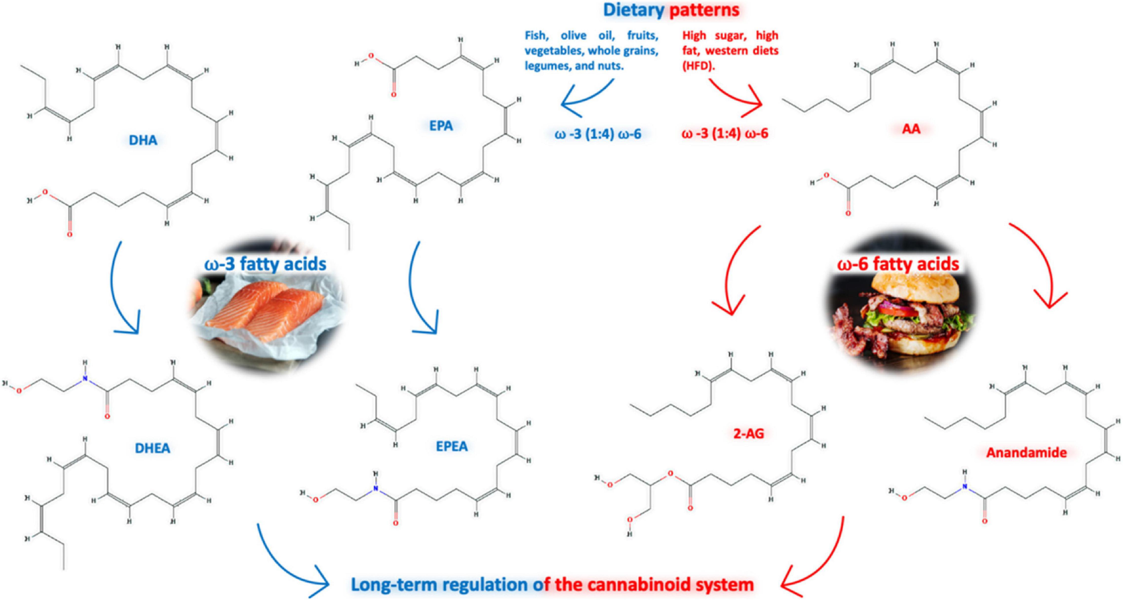 Anandamide - Wikipedia