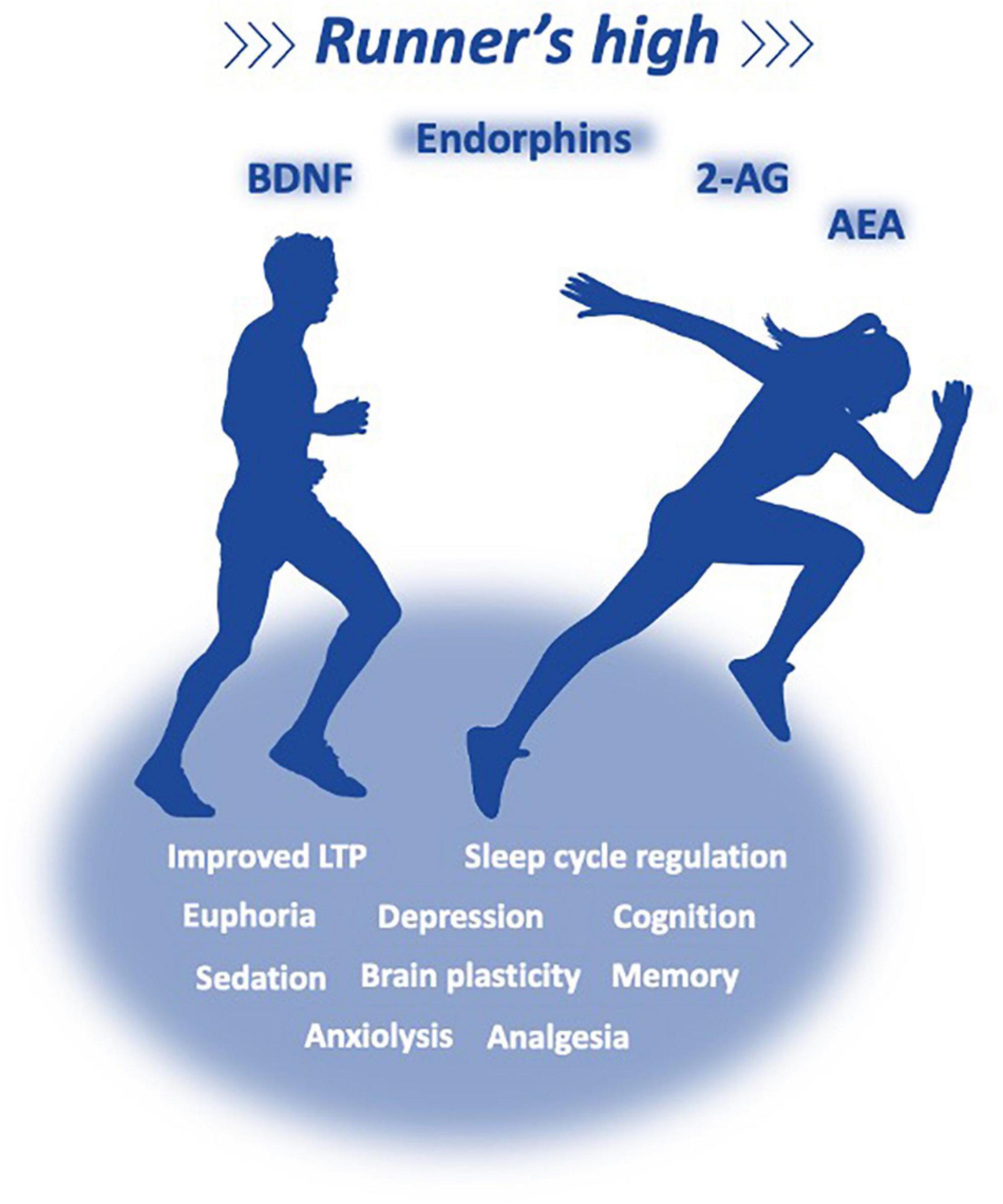 Frontiers | Quality Life and a Surveillant Endocannabinoid System | Neuroscience