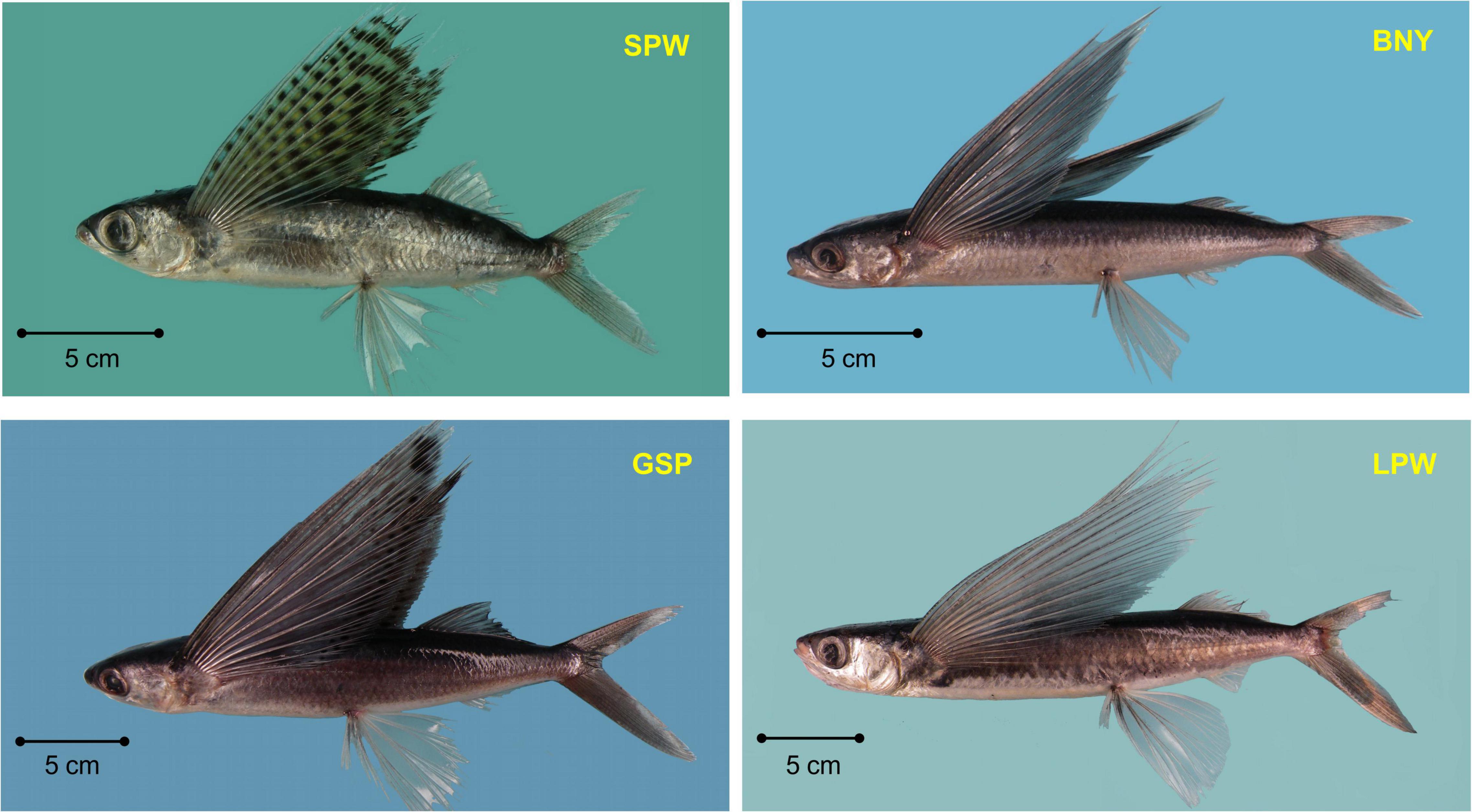 Frontiers  Growth Parameters and Spawning Season Estimation of