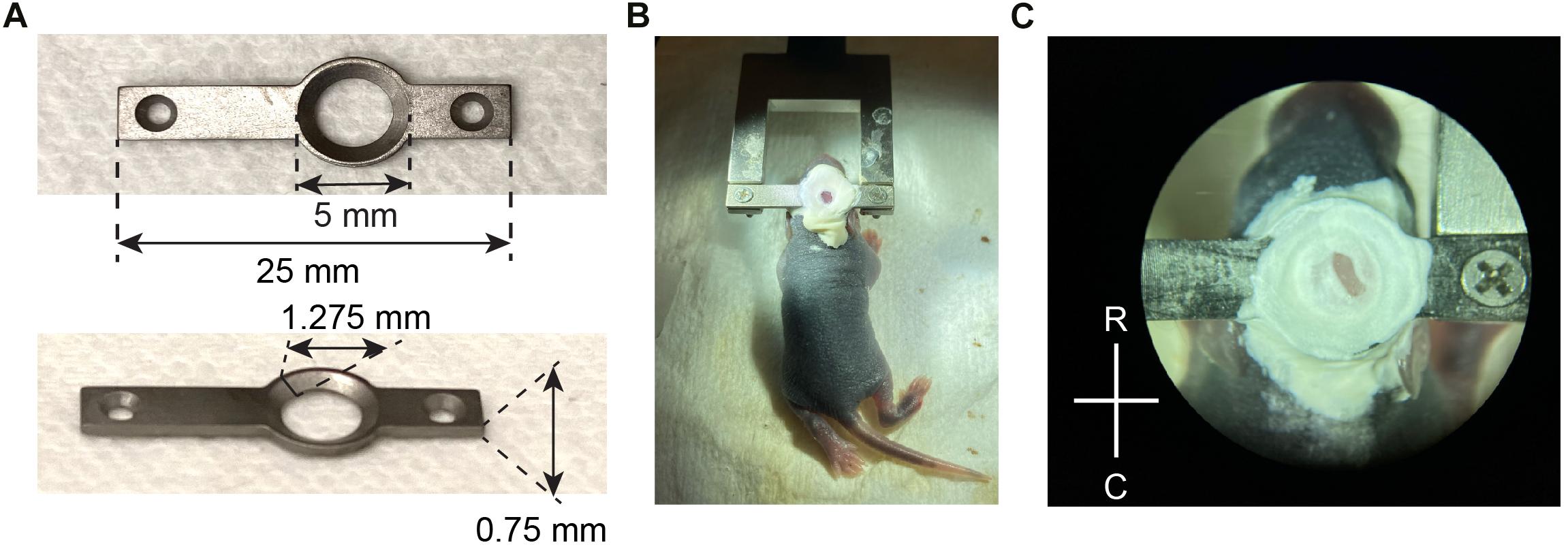 Should I Change the Location of Mouse Traps Periodically? - Yale