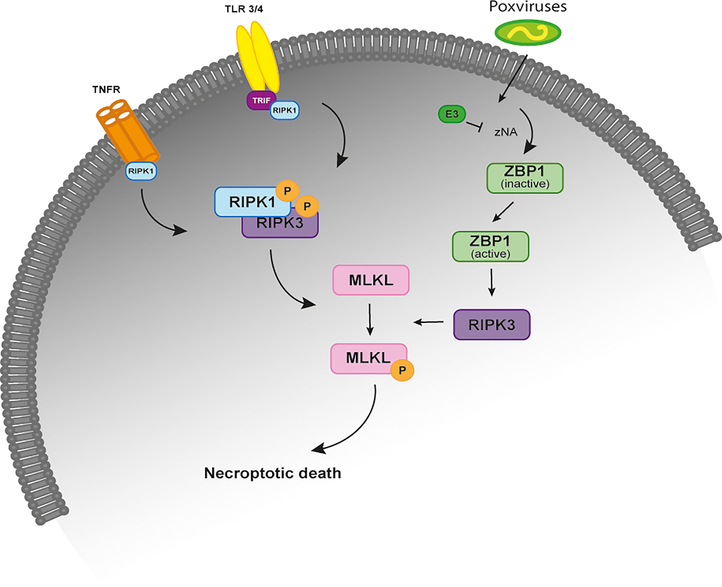 RVA-induced necrosome formation consisting of RIPK1, RIPK3, and MLKL