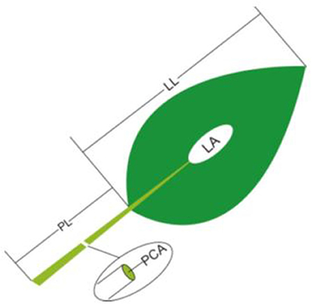 www.frontiersin.org