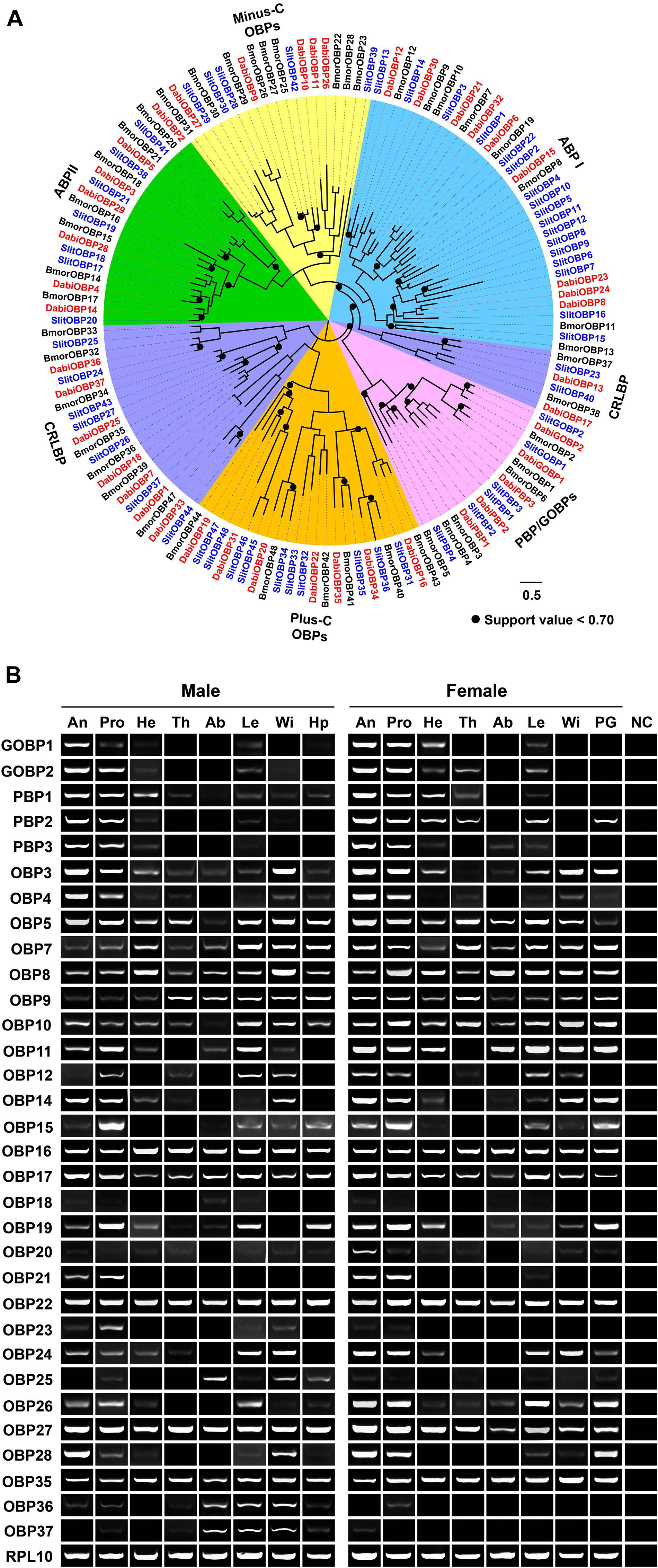 Frontiers | Transcriptome Analysis and Characterization of Frontiers | Transcriptome Analysis and Characterization of