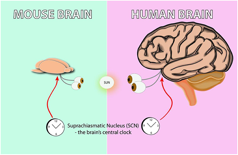 Figure 1 - The suprachiasmatic nucleus (SCN) is the biological clock of the brain in both humans and mice.