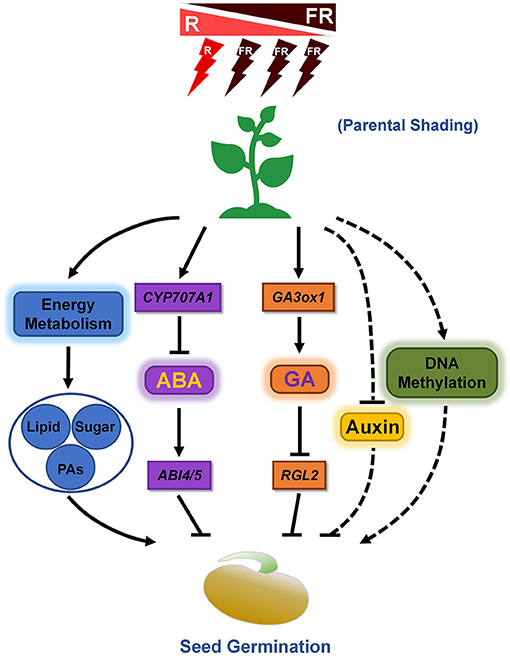 The role of light in regulating seed dormancy and germination