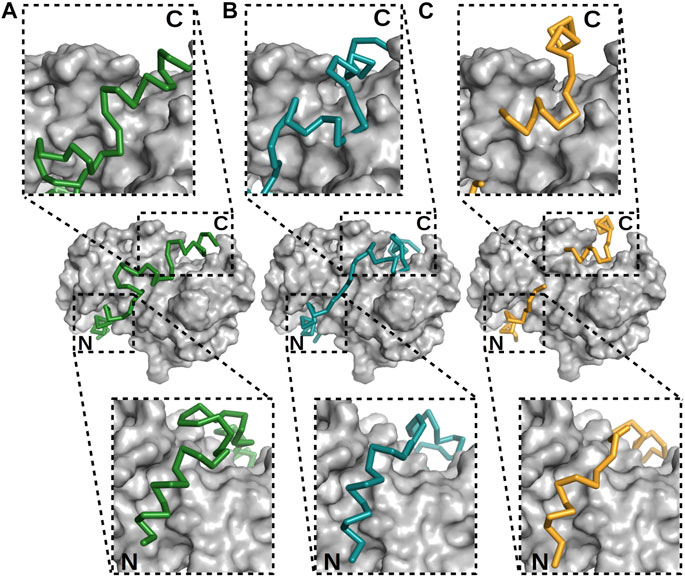frontiers studying the structures of relaxed and fuzzy interactions the diverse world of s100 complexes molecular biosciences