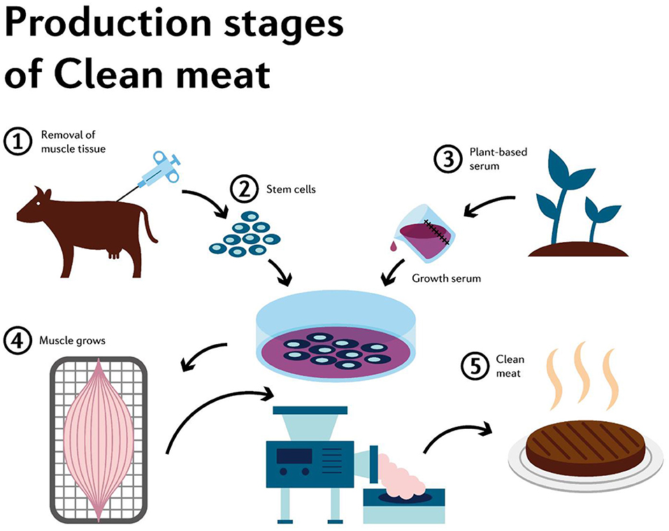 Frontiers | Can Cultured Meat Be an Alternative to Farm Animal Production  for a Sustainable and Healthier Lifestyle?
