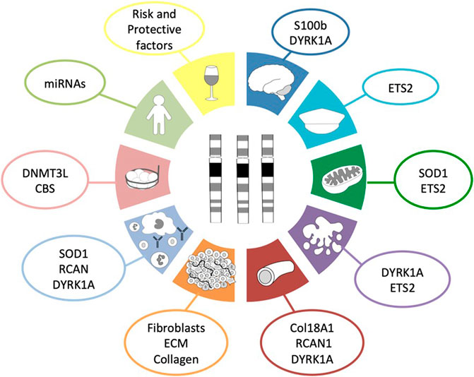 Overbevisende Bliv sammenfiltret Certifikat Frontiers | Ten Reasons Why People With Down Syndrome are Protected From  the Development of Most Solid Tumors -A Review | Genetics