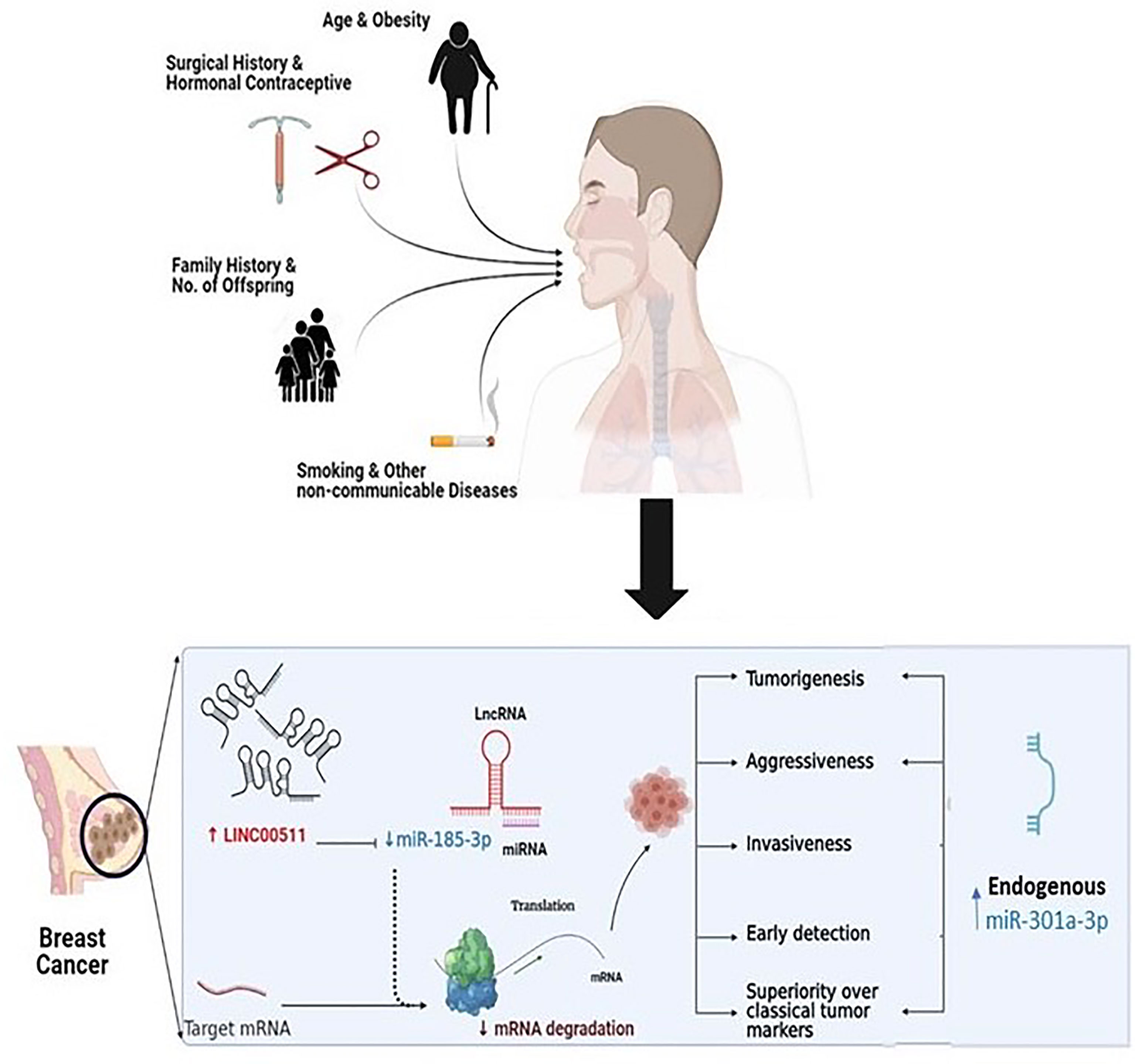 Frontiers | Competitive Endogenous Role of the LINC00511/miR-185-3p ...