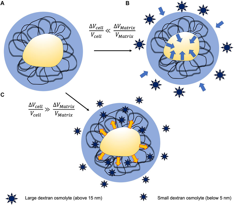 Buck's traction - Definition and Examples - Biology Online Dictionary