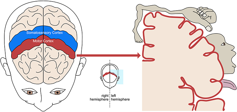 Figure 1 - The motor cortex (red) and somatosensory cortex (blue) are located in the central part of the brain, stretching from ear to ear.