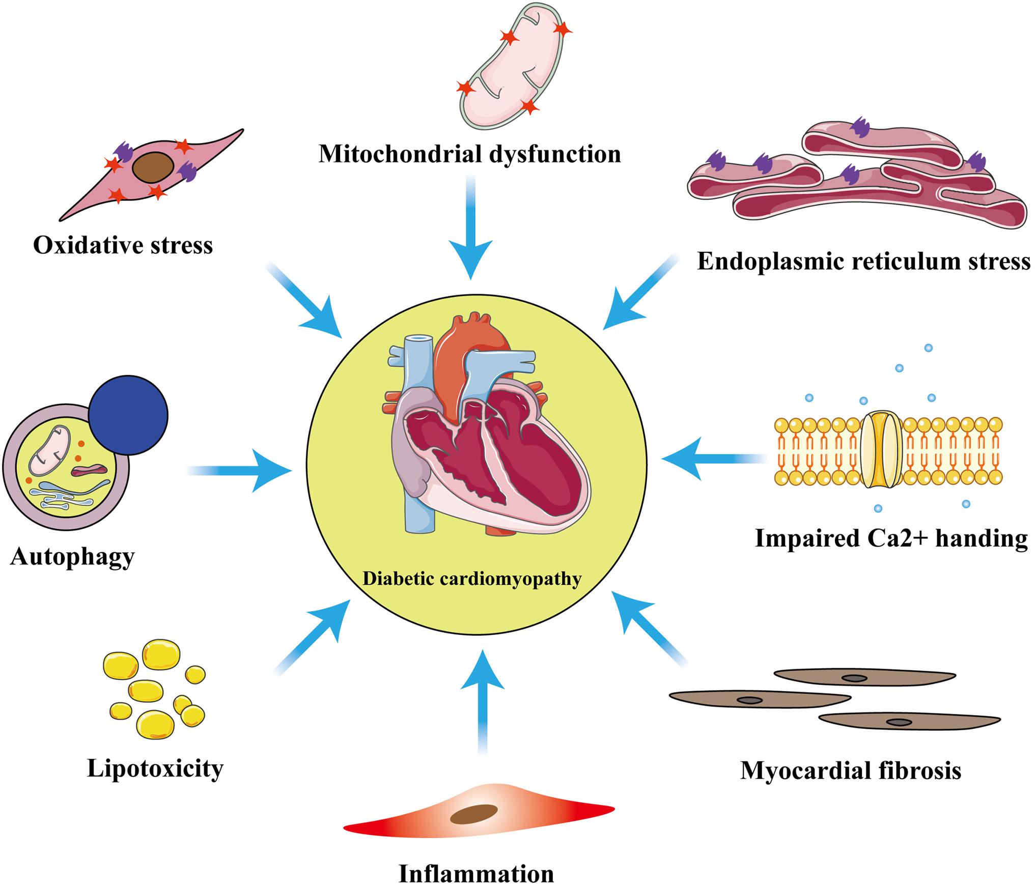 frontiers-mitophagy-in-diabetic-cardiomyopathy-roles-and-mechanisms