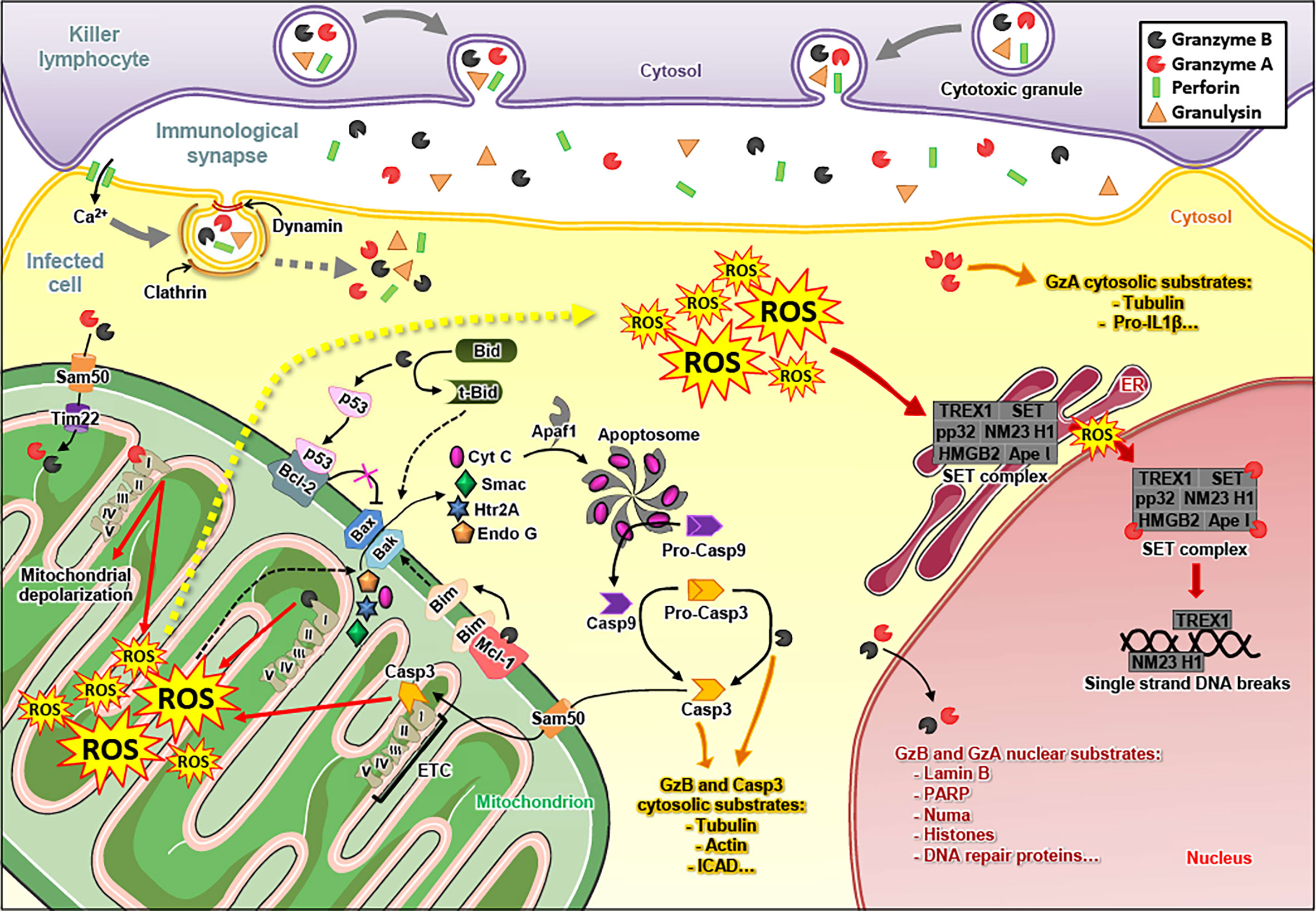 Membrane Oxidation in Cell Delivery and Cell Killing Applications