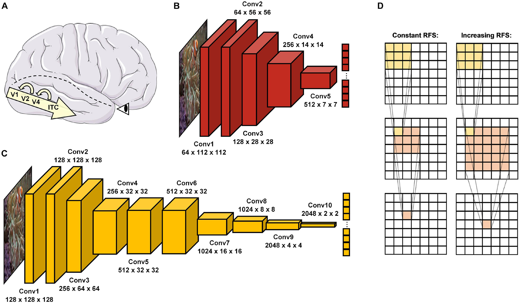 Visualizing the Evolution of Vision and the Eye