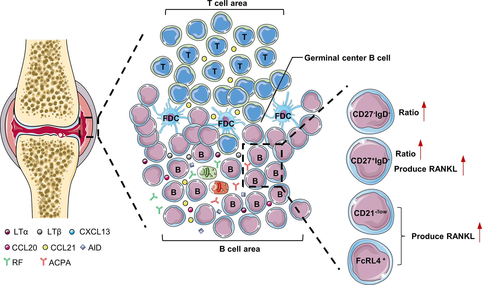 center for rheumatology immunology and arthritis - Shizue Kyle