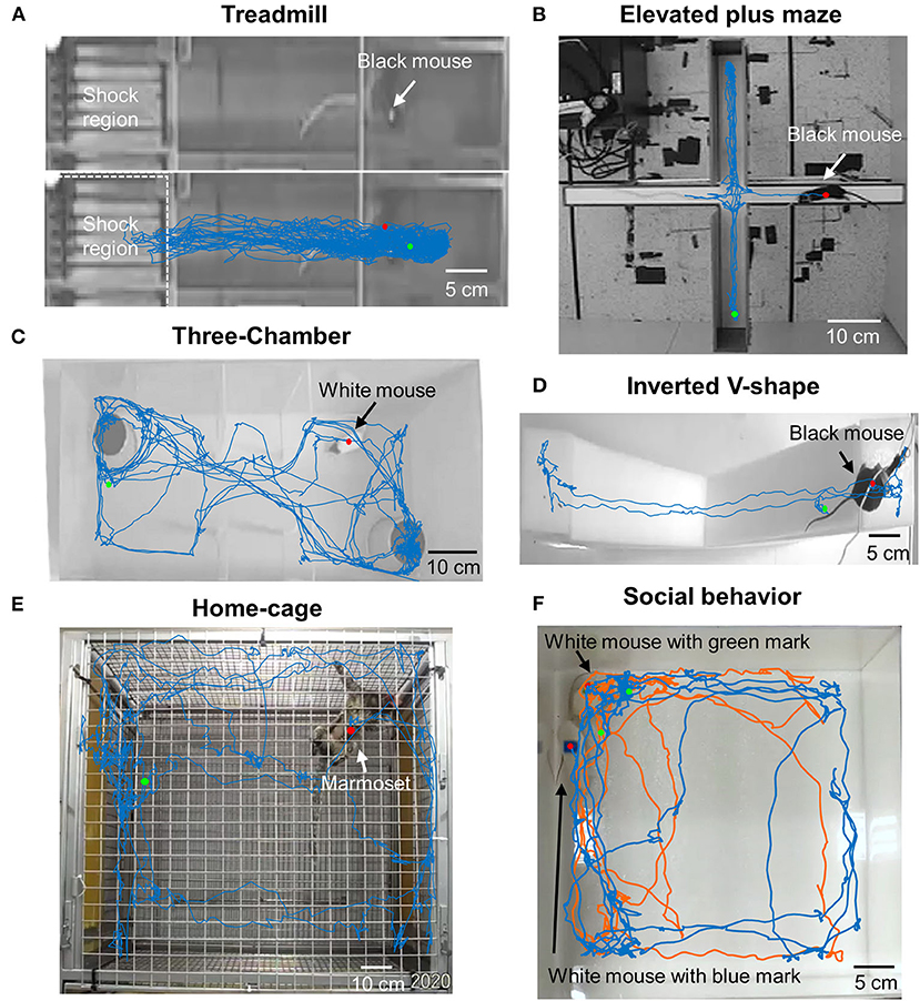 A three-dimensional virtual mouse generates synthetic training data for  behavioral analysis