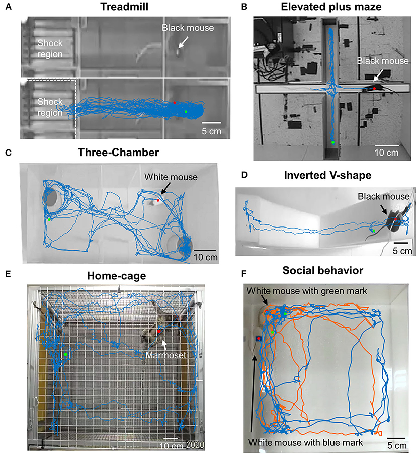A three-dimensional virtual mouse generates synthetic training data for behavioral analysis