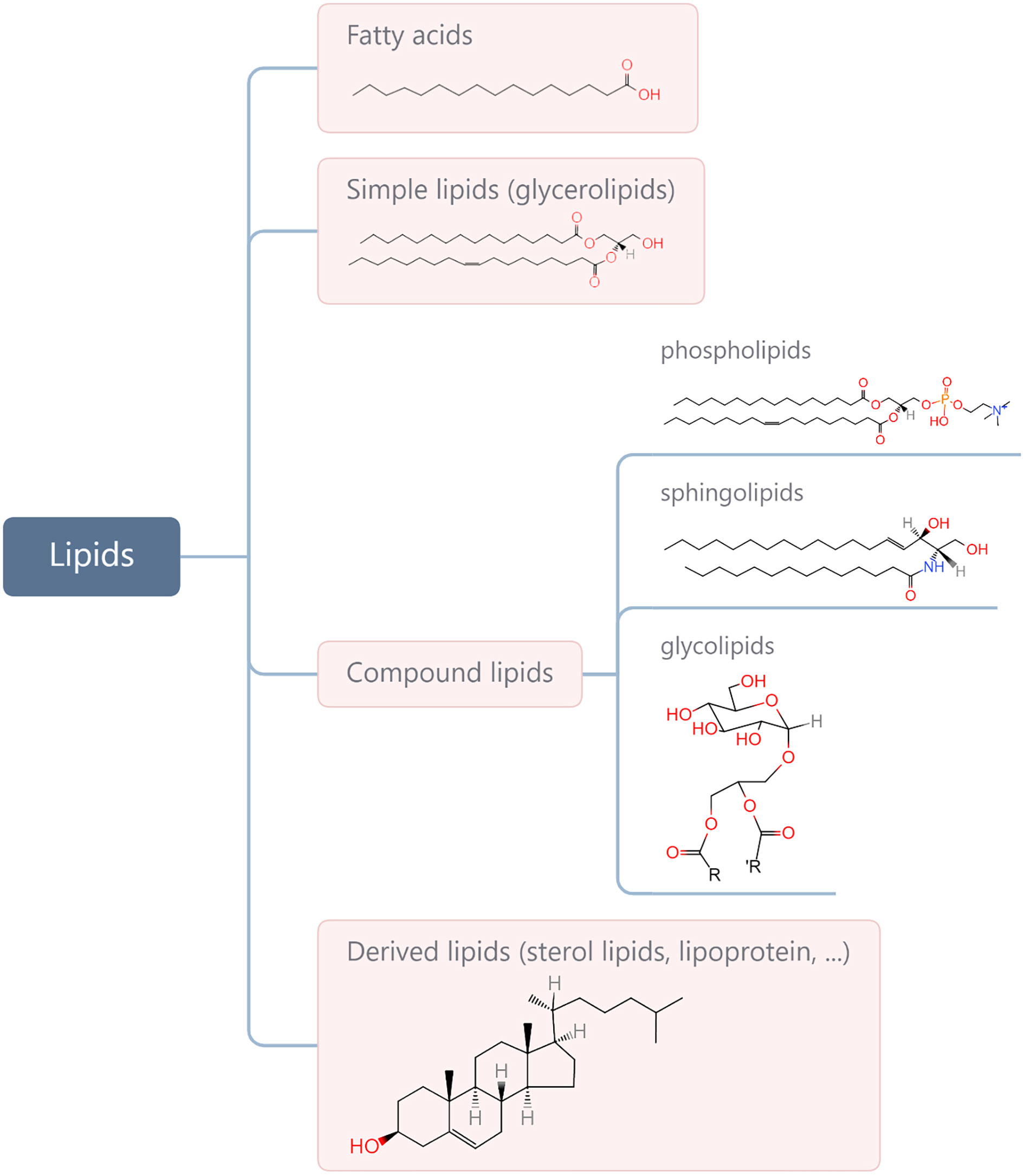 Lipids and cancer: Emerging roles in pathogenesis, diagnosis and  therapeutic intervention - ScienceDirect