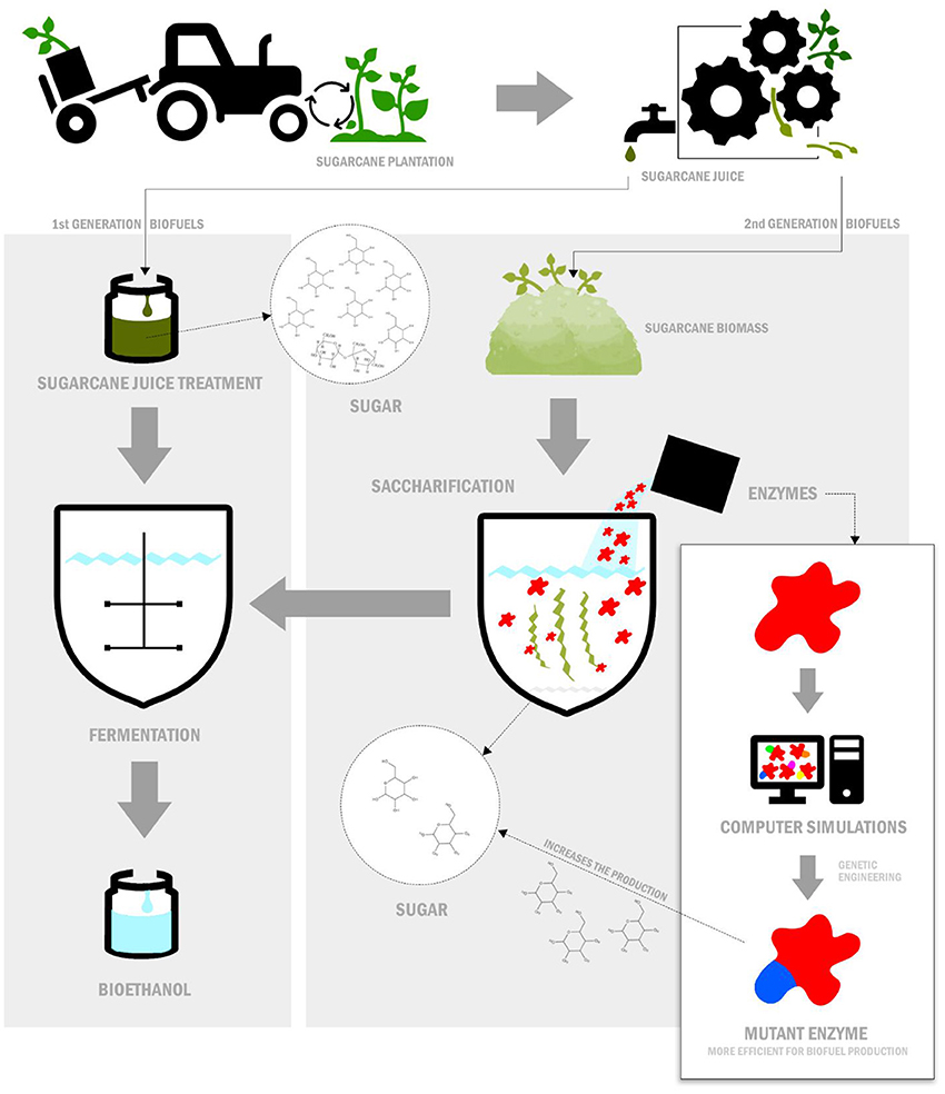 Figure 1 - Production of first- and second-generation biofuels.