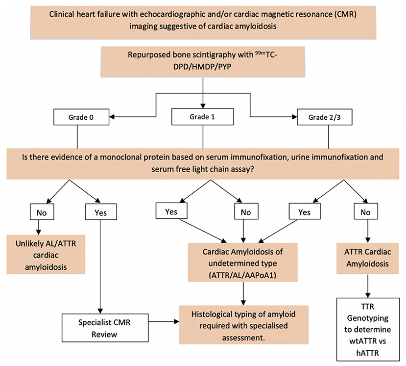 Frontiers  Cardiac Amyloidosis: A Review of Current Imaging Techniques