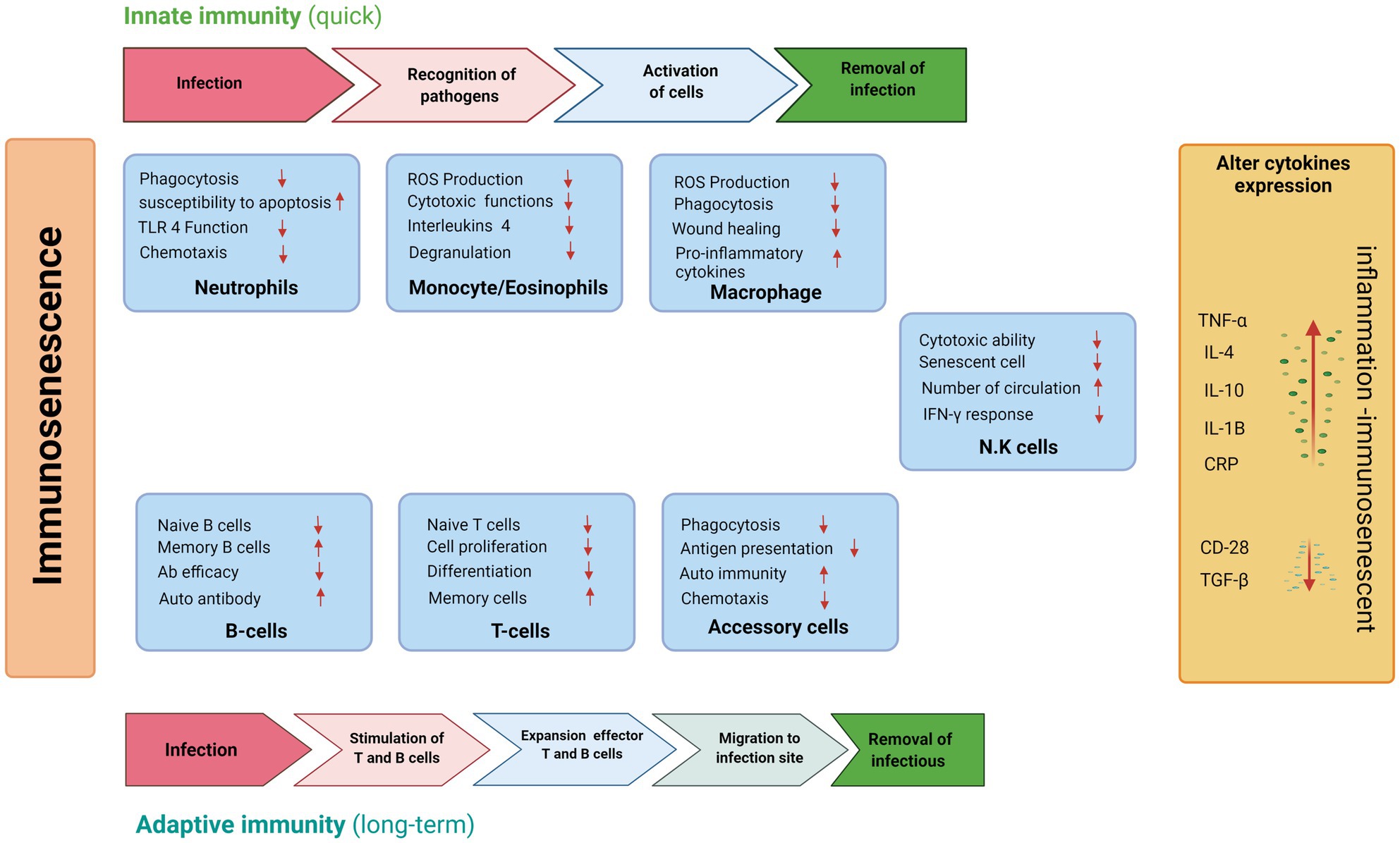 Protein and athletic immune function