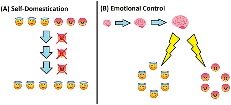 Figure 3 - (A) In self-domestication, “angry” individuals with a tendency for aggression are dismissed from the group and therefore cannot pass on their genes.
