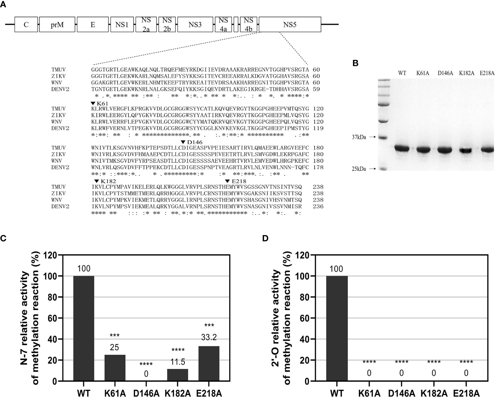 2′-O methylation of the viral mRNA cap evades host restriction by IFIT  family members