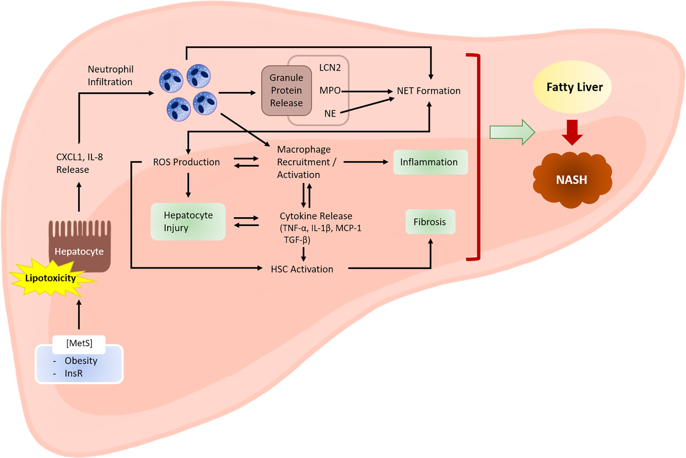 Frontiers  The implication of neutrophil extracellular traps in  nonalcoholic fatty liver disease