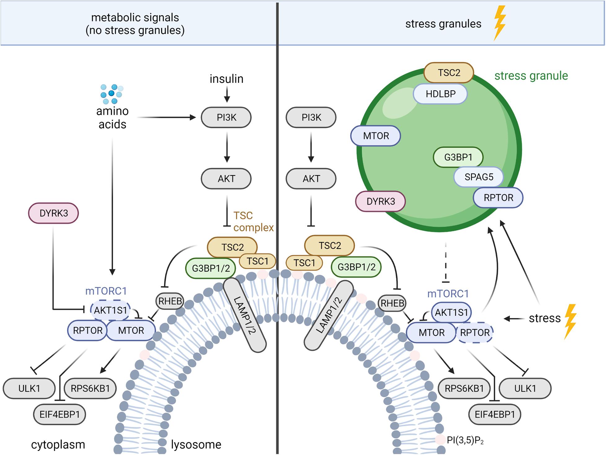 Frontiers Lysosomal Diseases and Neuropsychiatry: Opportunities