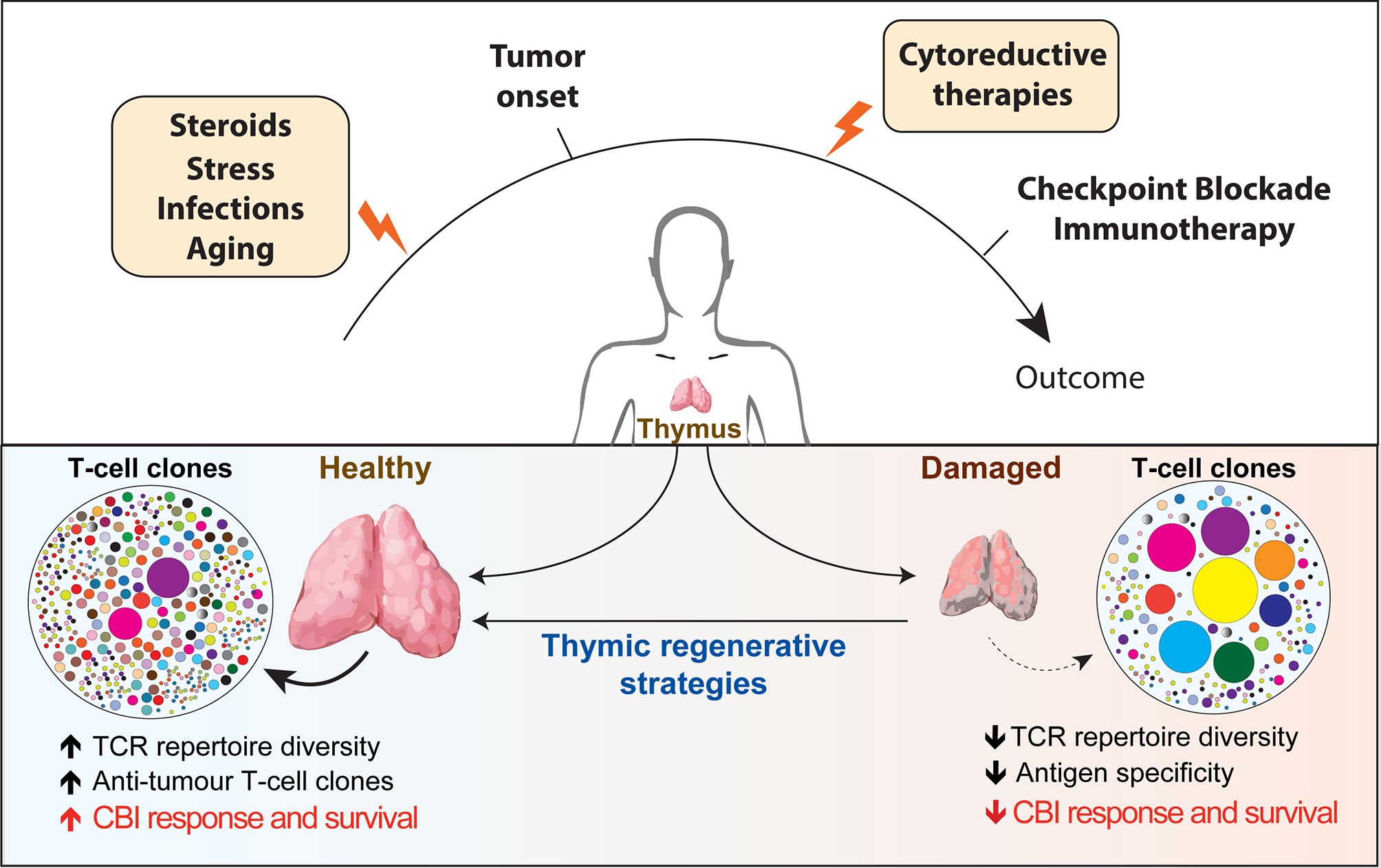 t cell repertoire diversity