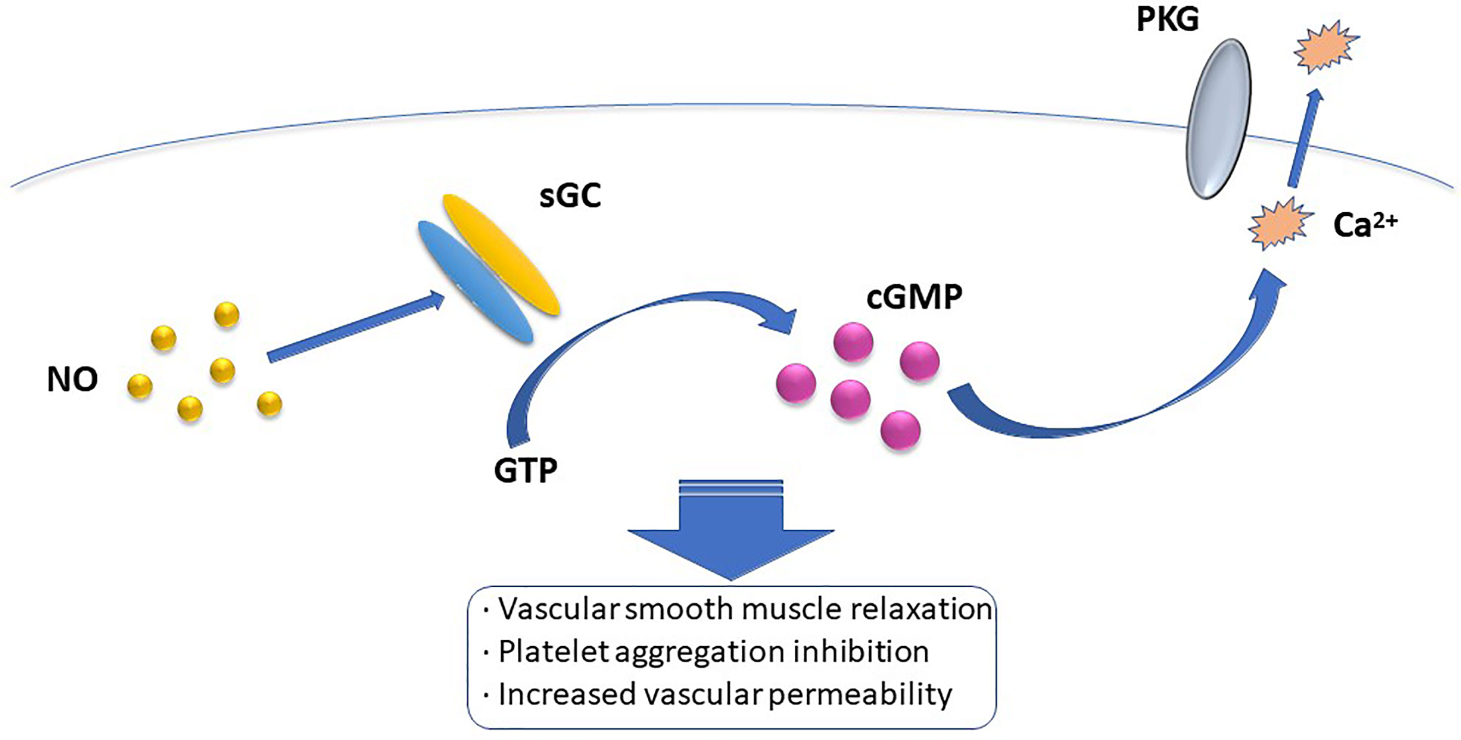 Figure 6 from Nitric oxide and peroxynitrite in health and disease.