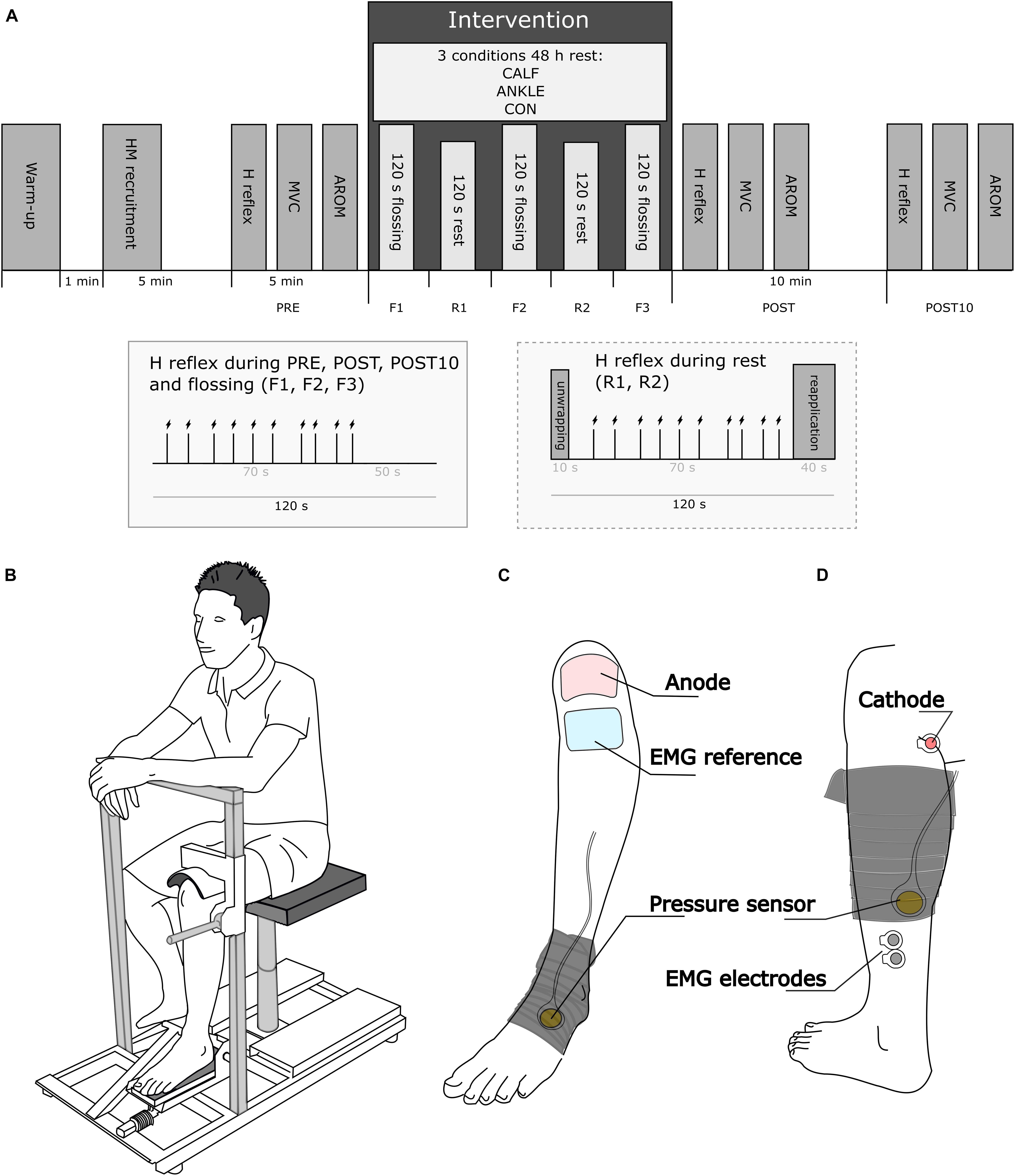 Frontiers  Effects of Different Tissue Flossing Applications on Range of  Motion, Maximum Voluntary Contraction, and H-Reflex in Young Martial Arts  Fighters