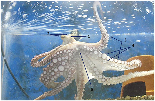 Figure 1 - Octopus vulgaris.