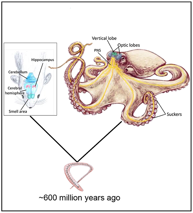 Figure 2 - Octopi and mammals both evolved from a worm with a simple nervous system that lived more than half a billion years ago.