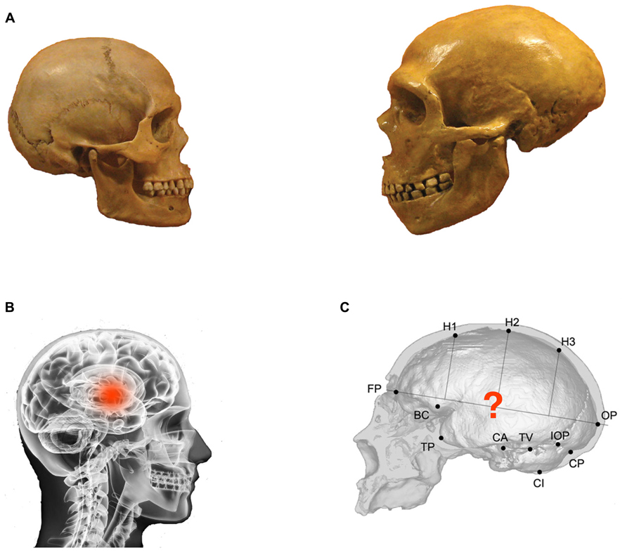 The Hand: How Its Use Shapes the Brain, Language, and Human Culture