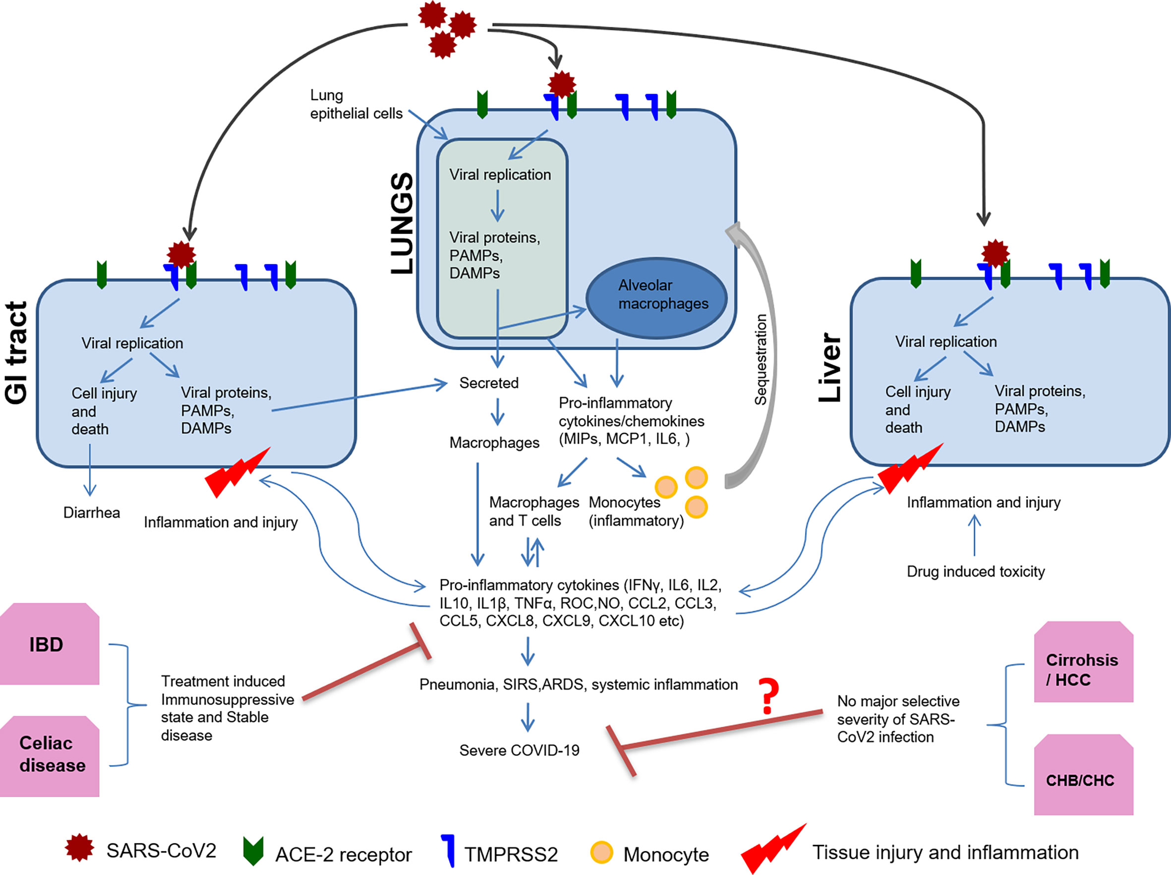 Cureus, Left Ventricular Global Longitudinal Strain in Patients With  COVID-19 Infection