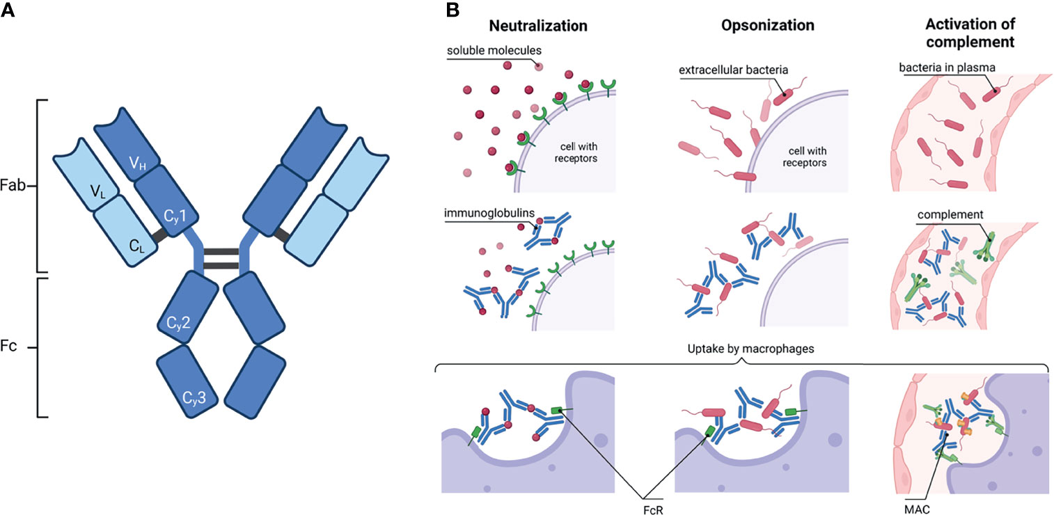 Full article: Impact of IgG subclass on monoclonal antibody