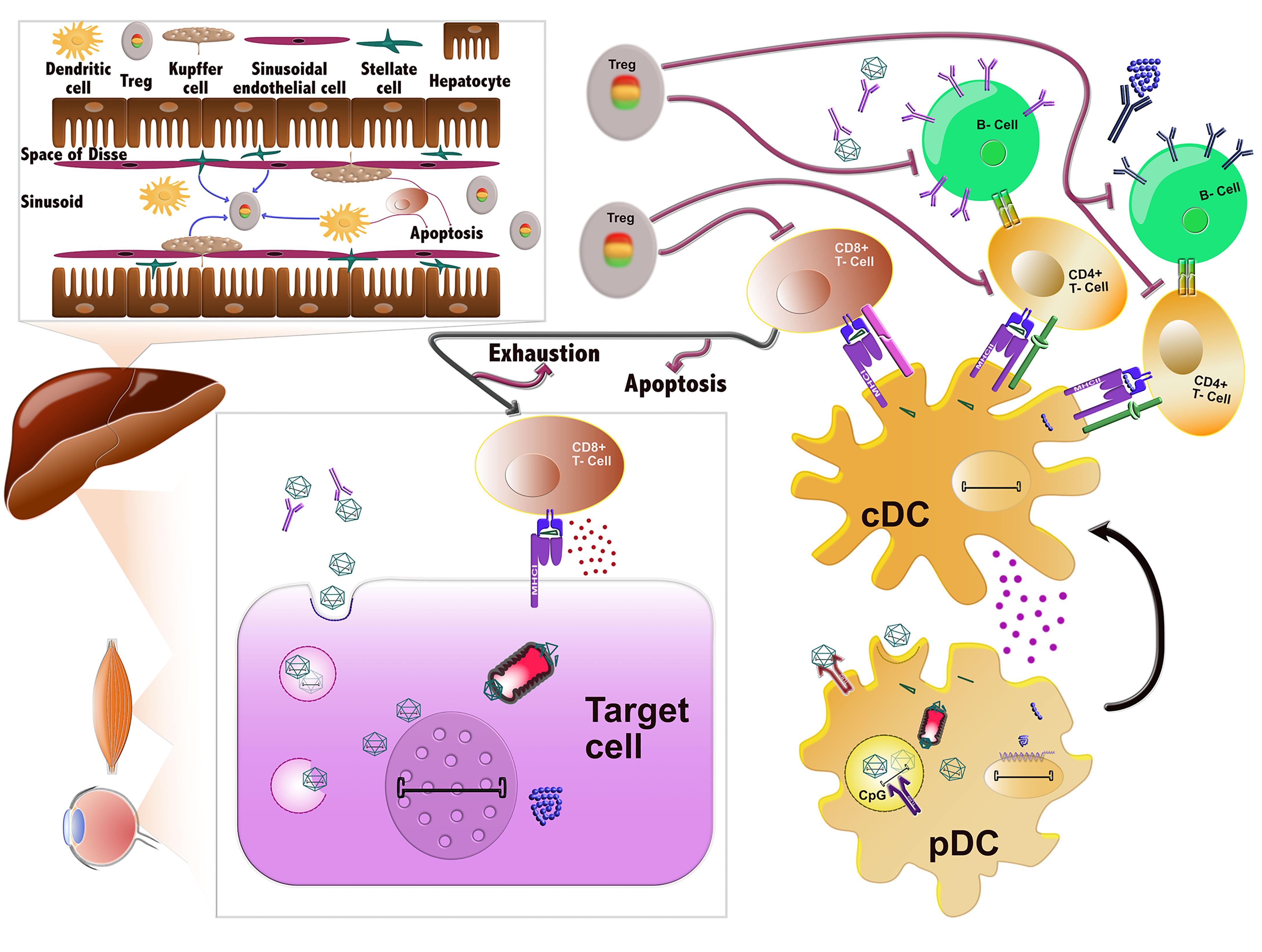 Frontiers | Adeno-Associated Viruses (AAV) and Host Immunity – A Race  Between the Hare and the Hedgehog