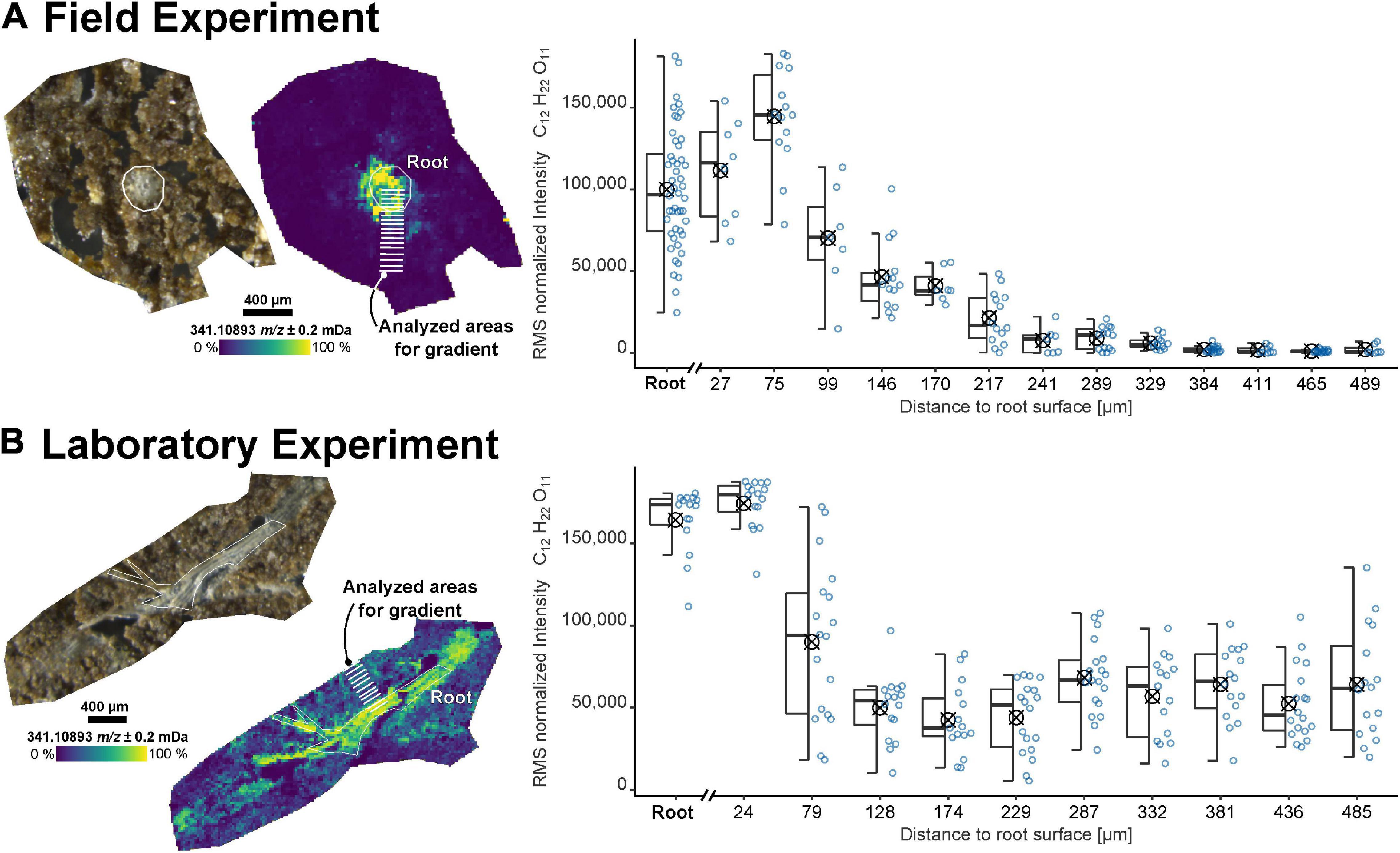 Frontiers  Belowground Chemical Interactions: An Insight Into