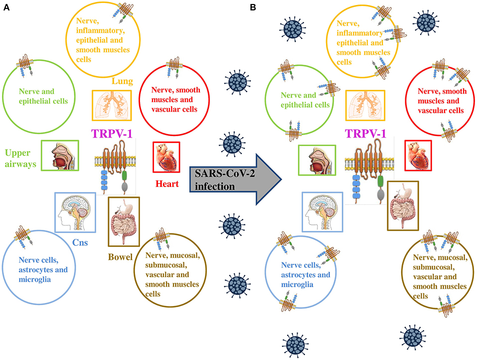 Frontiers  Transient Receptor Potential Vanilloid Subtype 1