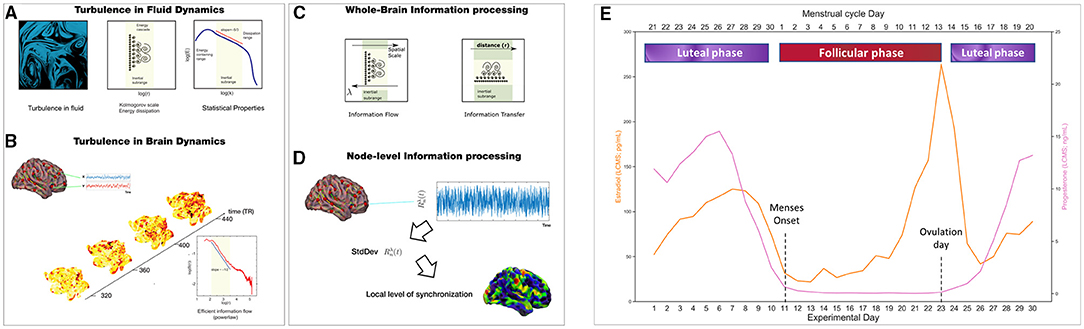 Frontiers  The Menstrual Cycle Modulates Whole-Brain Turbulent