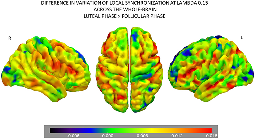 Frontiers  The Menstrual Cycle Modulates Whole-Brain Turbulent