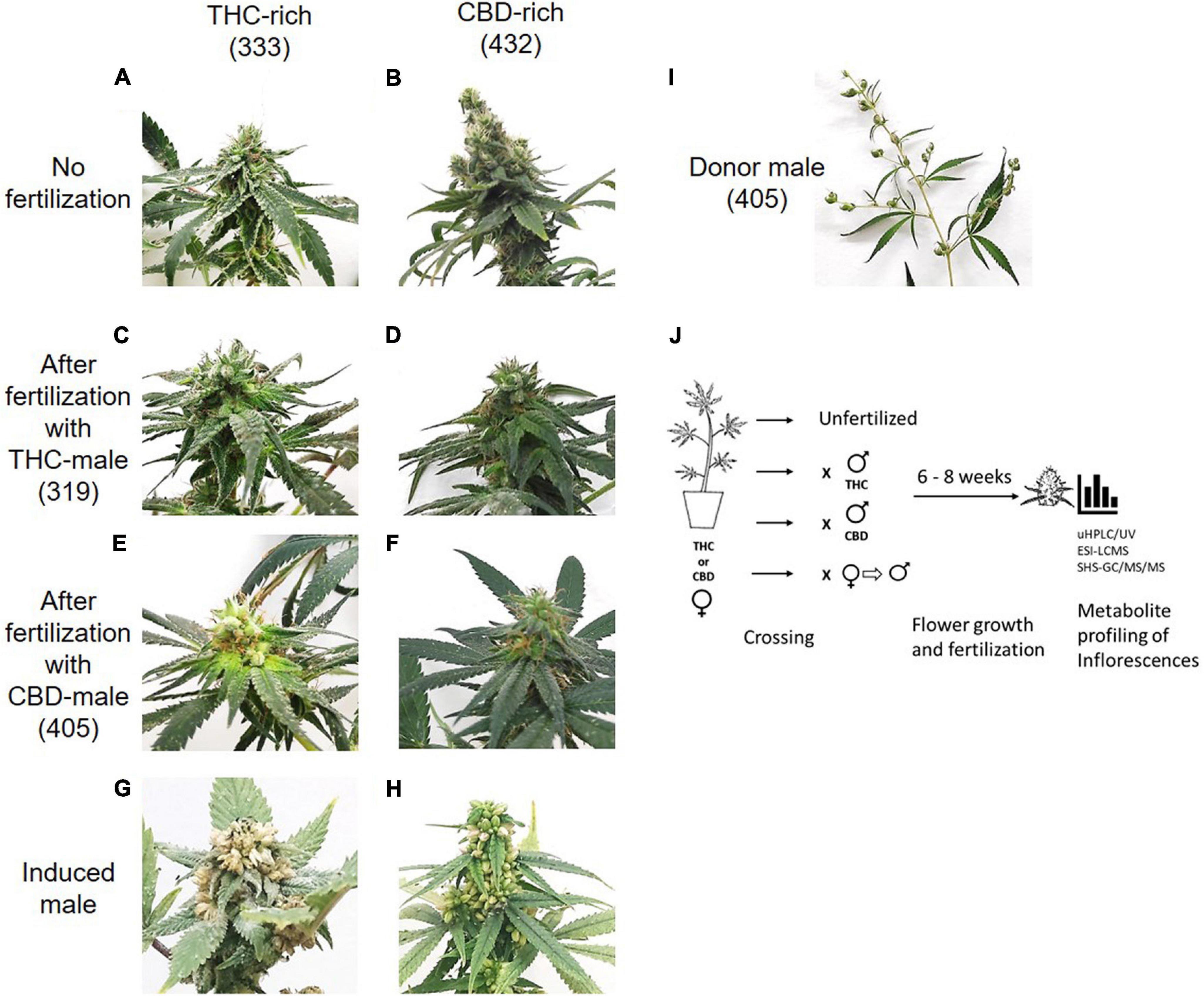 Uncovering the Secret Behind Fake Weed: How Spray Flower is Manufactured  