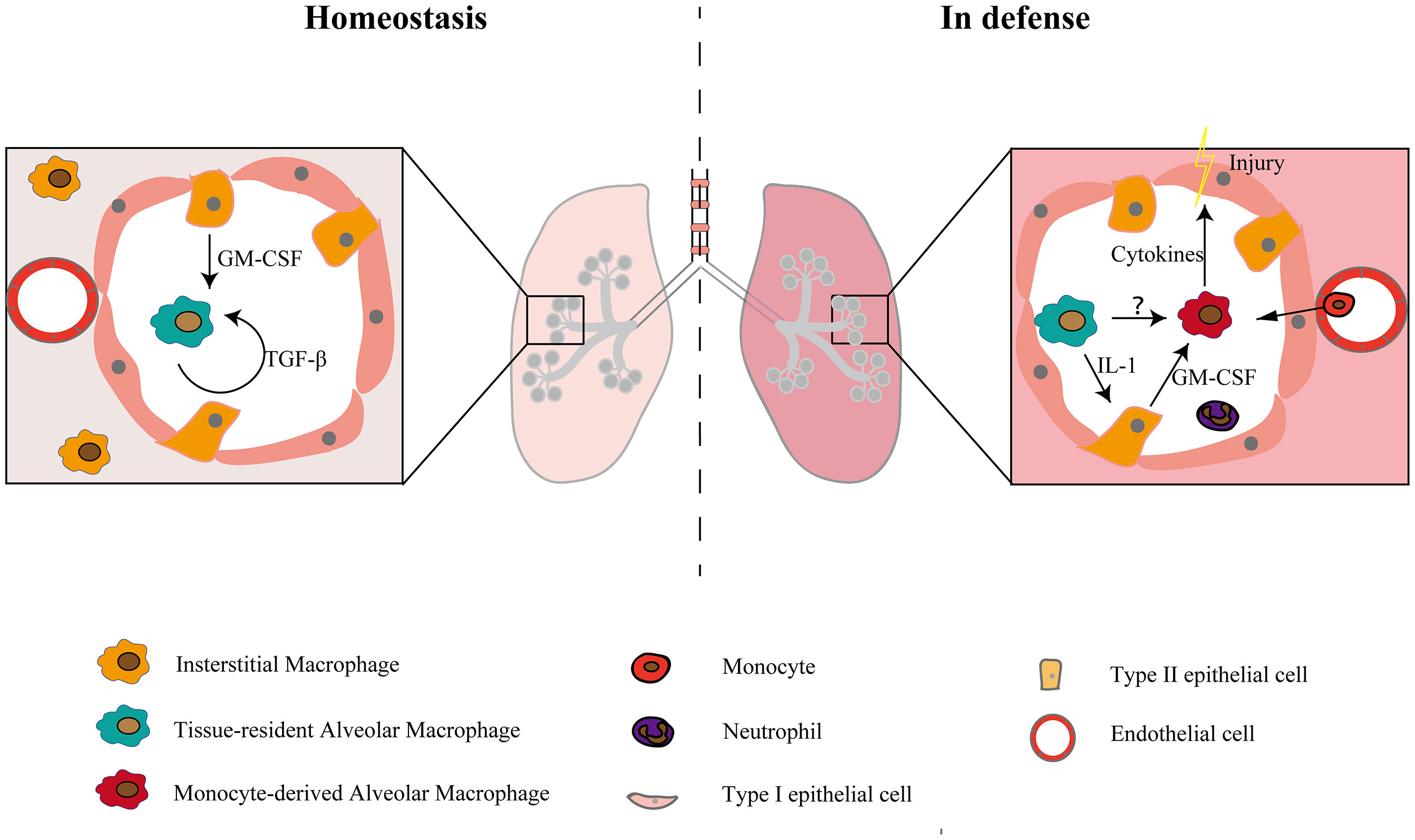 Frontiers | Diversity of Macrophages in Lung Homeostasis and Diseases