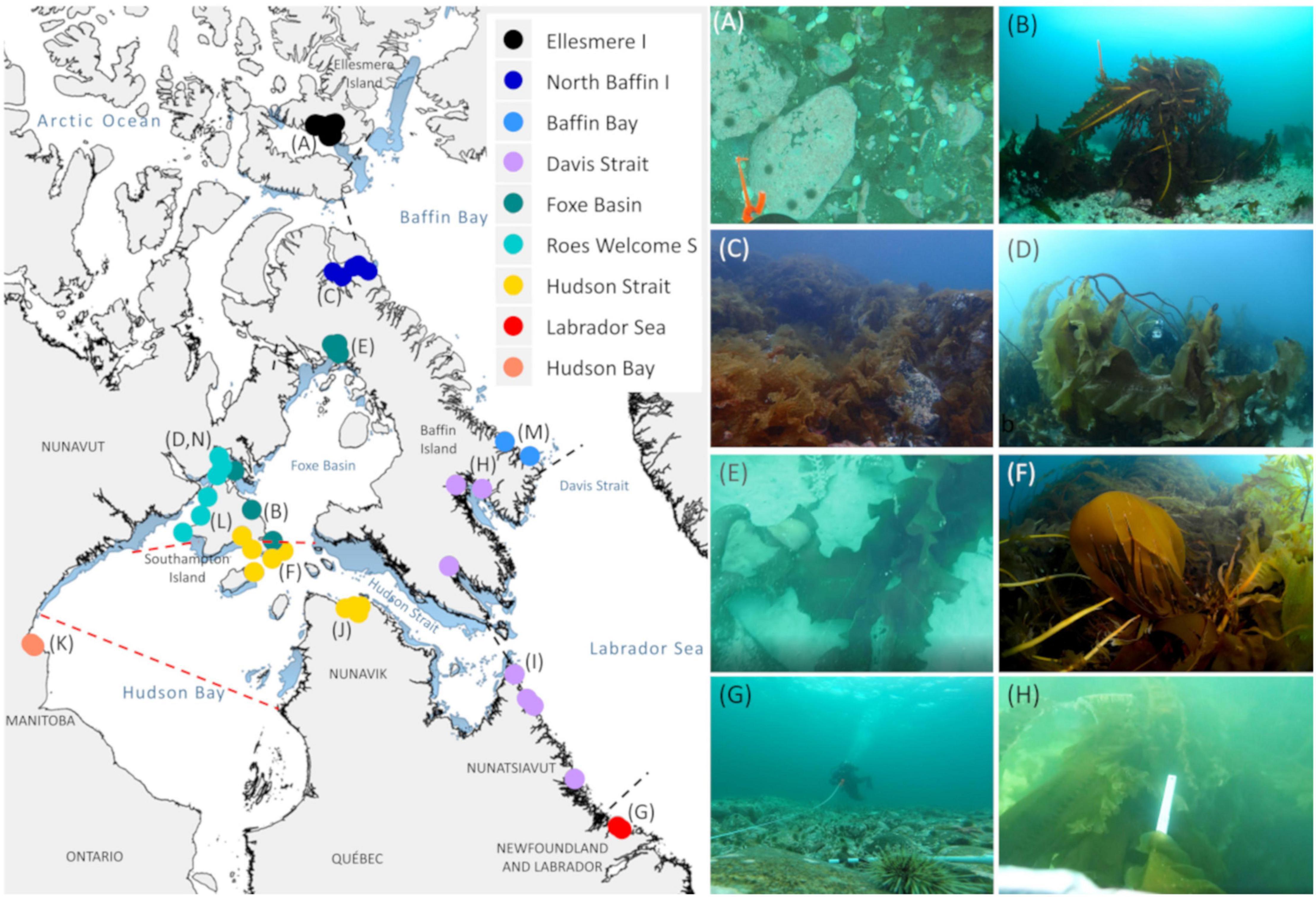 marine biome kelp