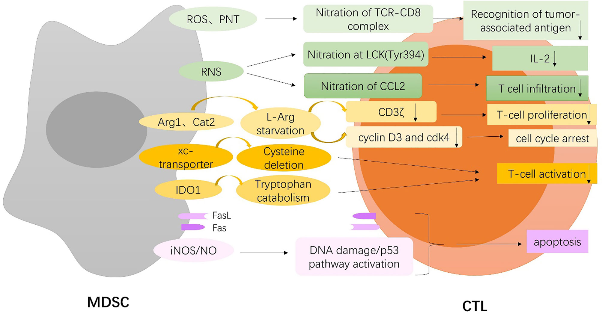 Polyamines from myeloid-derived suppressor cells promote Th17 polarization  and disease progression: Molecular Therapy