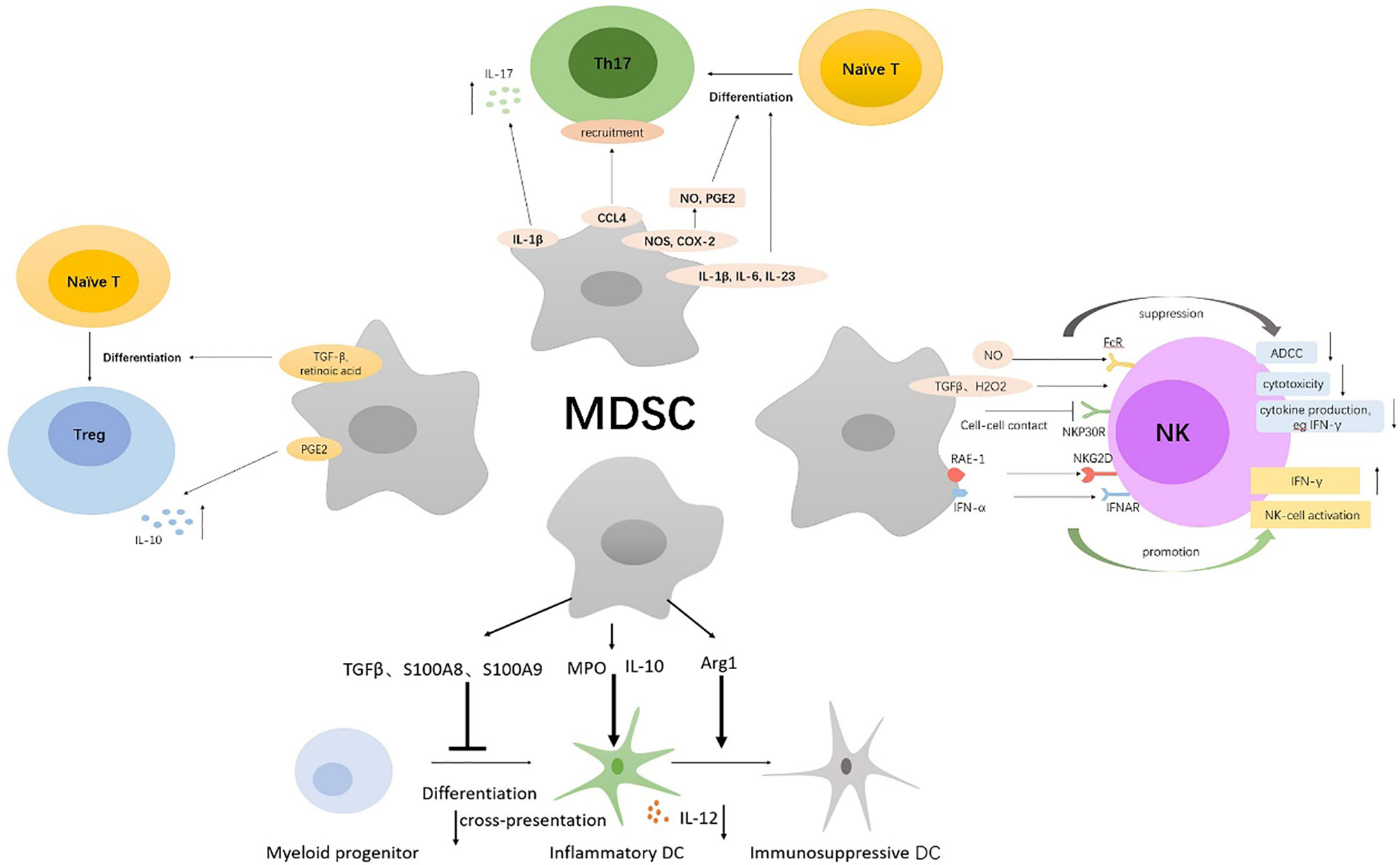 Polyamines from myeloid-derived suppressor cells promote Th17 polarization  and disease progression: Molecular Therapy